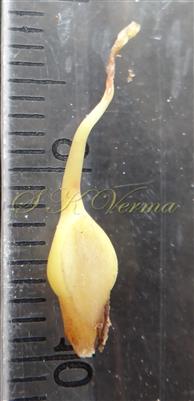  Pistillode of Male fl.